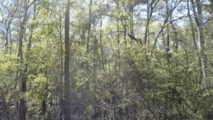 Cary State Forest Duval County