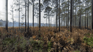 Jennings State Forest Jacksonville