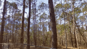 Tillie K. Fowler Regional Park Jacksonville